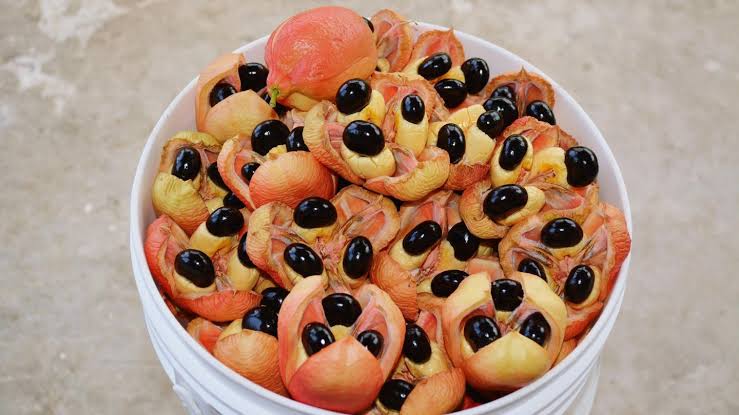 Achtung, tödlich! Das sind die gefährlichsten Nahrungsmittel der Welt