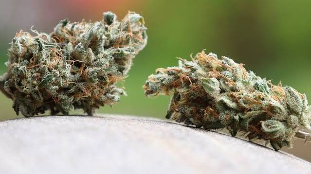 Verkauf von legalen Cannabisblüten: Gesetz soll für Klarheit sorgen