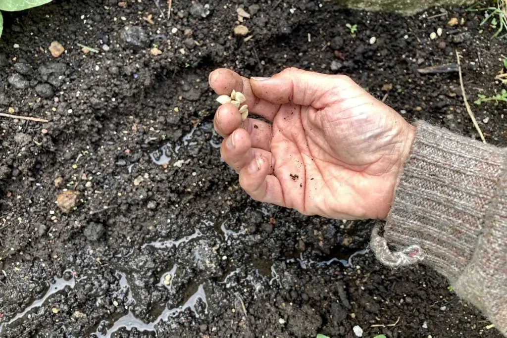 Darum faulen Feldsalat-Samen bei Kälte – der Fehler, den viele Österreicher im Winter machen