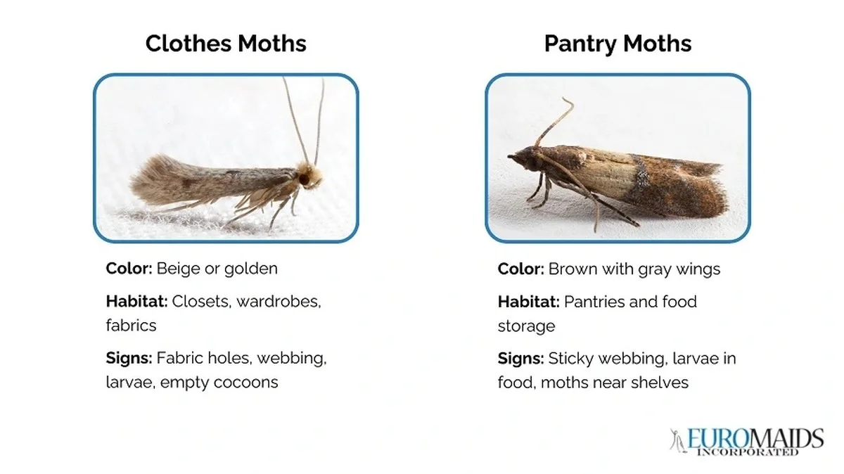 Das Backofen-Geheimnis: Wie Gartenprofis Tannenzapfen reinigen, bevor sie MOTTEN anlocken - image 2