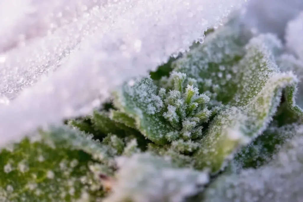 Der große Irrtum im Dezember: Warum geübte Gärtner das Gießen unter Vlies stoppen