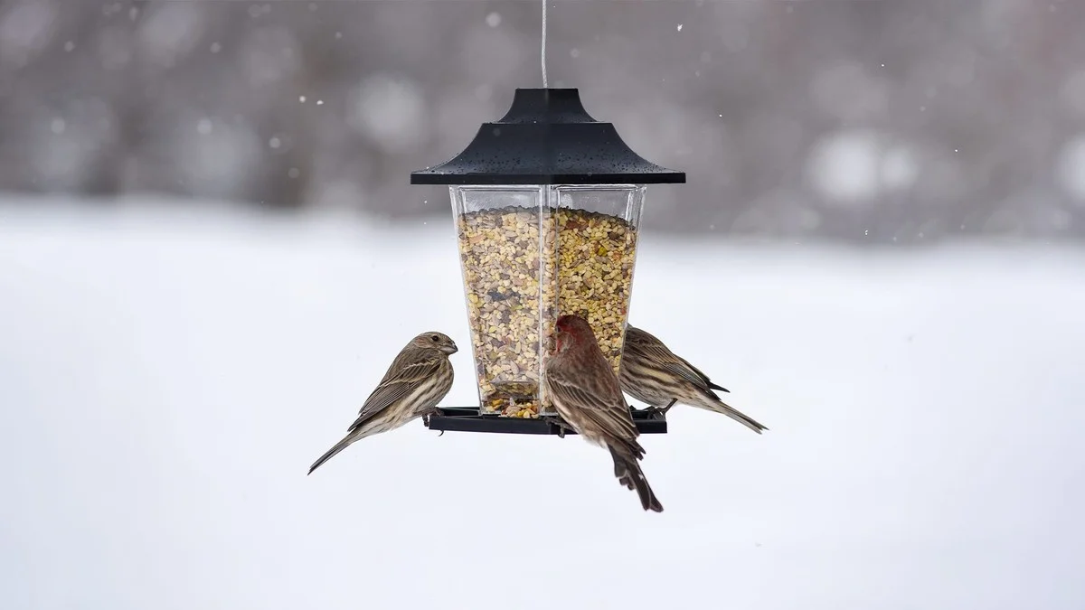 Der Küchen-Timer, der Vögel im Winter vor dem sicheren Tod rettet - image 1
