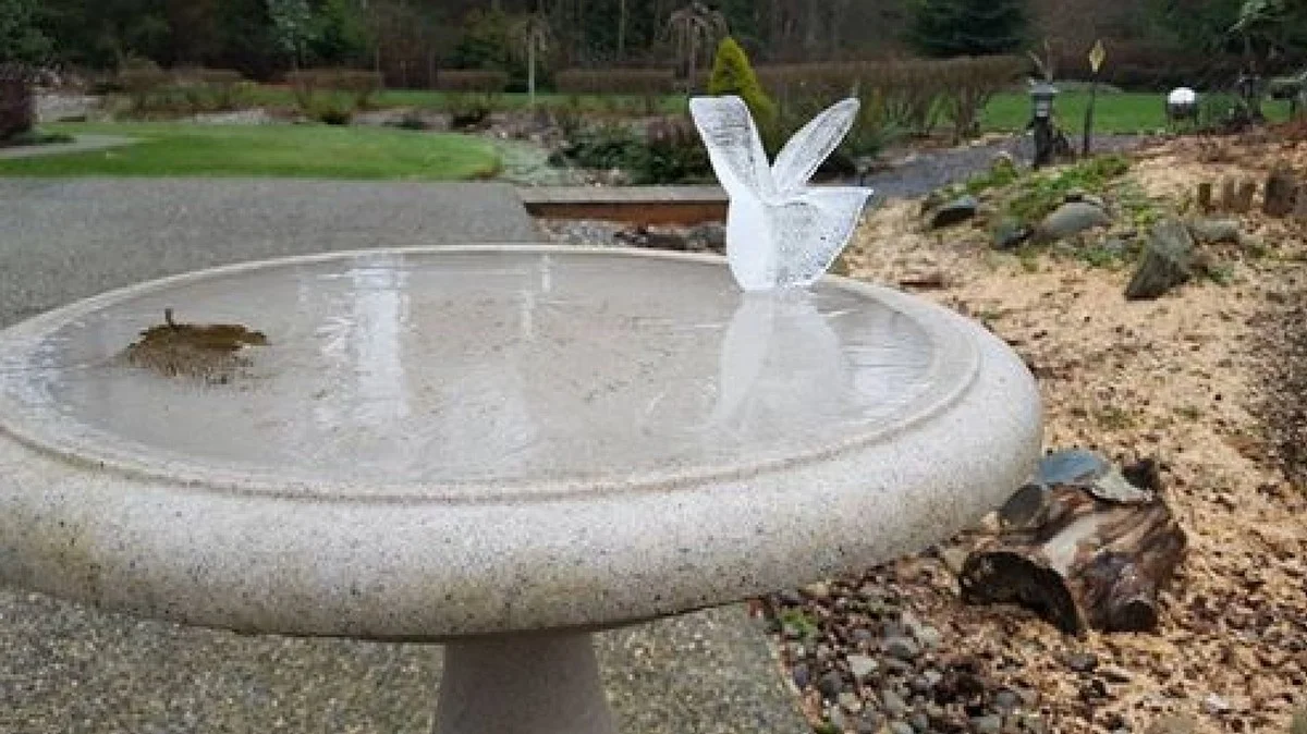 Der Küchen-Timer, der Vögel im Winter vor dem sicheren Tod rettet - image 2