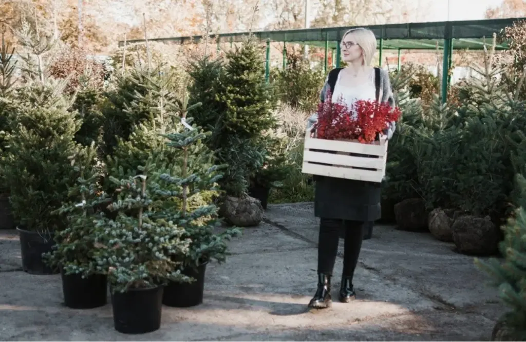 Der Nachbar, der Christbäume verkauft, hat es endlich verraten: Warum ab 1. Jänner hunderte unverkaufter Bäume nicht weggeworfen werden
