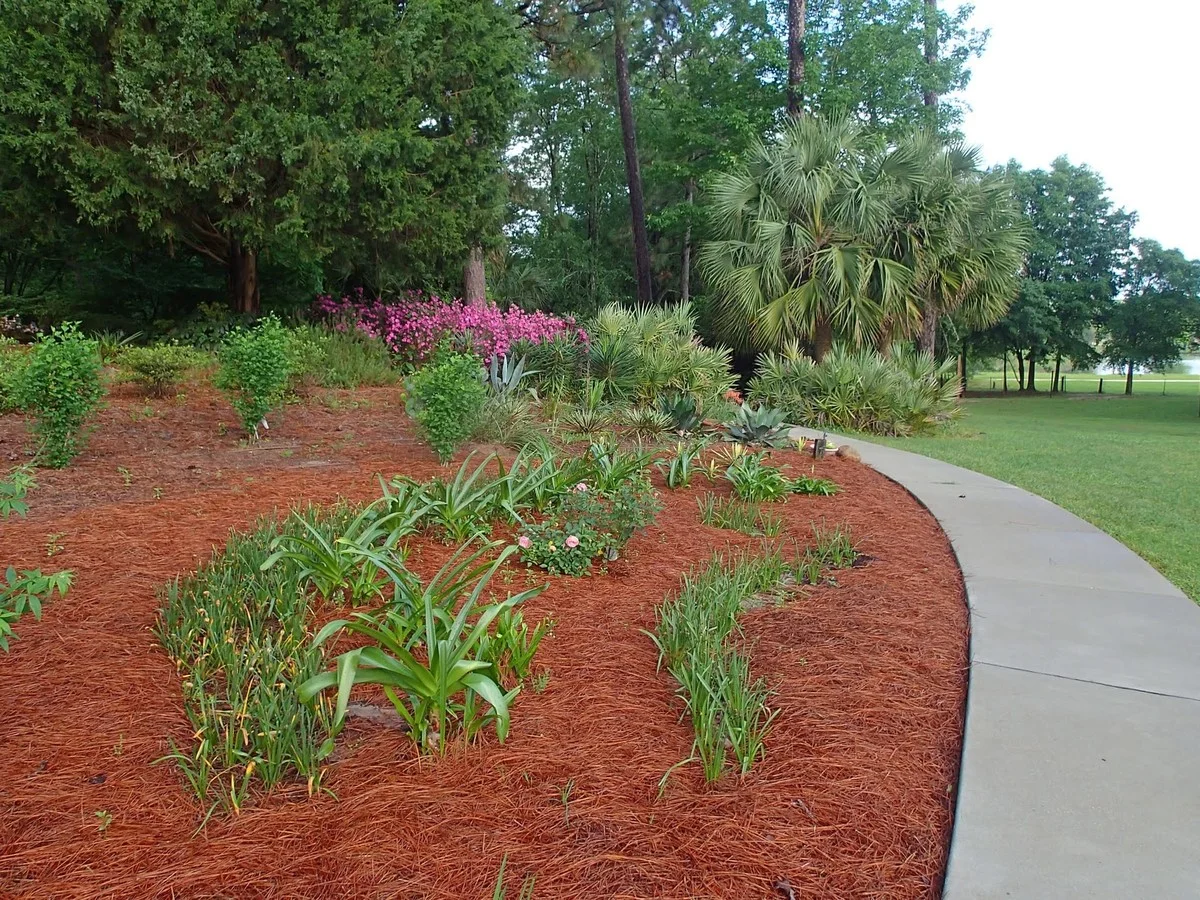 Diesen Fehler machen viele Österreicher: Darum sollten Sie Ihren Christbaum jetzt nicht wegwerfen - image 2