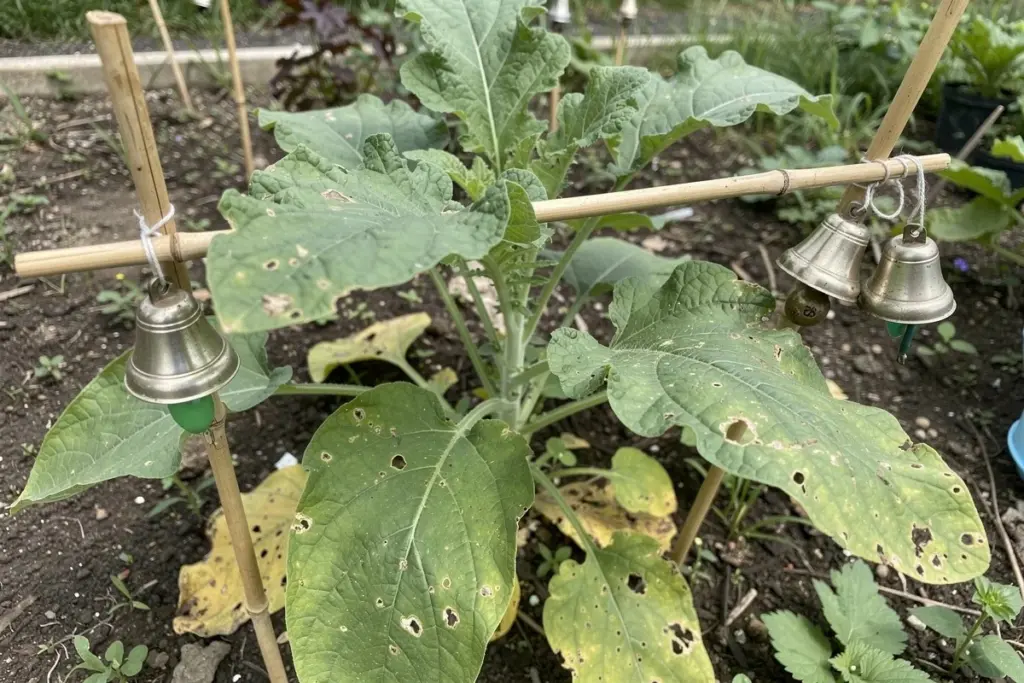 Drei Gründe, warum Gärtner in Österreich Bambusstäbe im Beet aufstellen