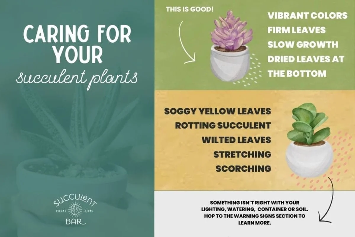 Drei Gründe, warum Experten Kaffeesatz zum Substrat ihrer Aloe Vera mischen - image 2