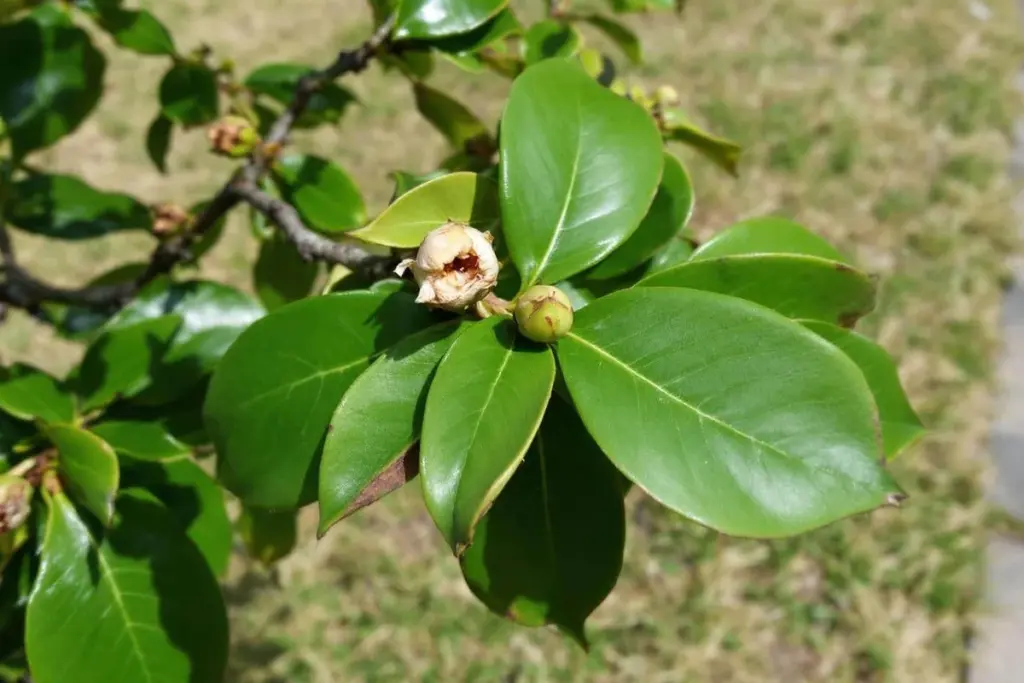 Experten verraten: Darum verlieren Kamelien ihre Knospen ausgerechnet vor der Blüte