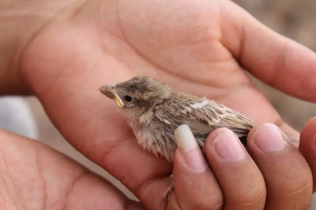 Fünf Fehler, die fast jeder in Österreich beim Vogelfüttern im Winter macht