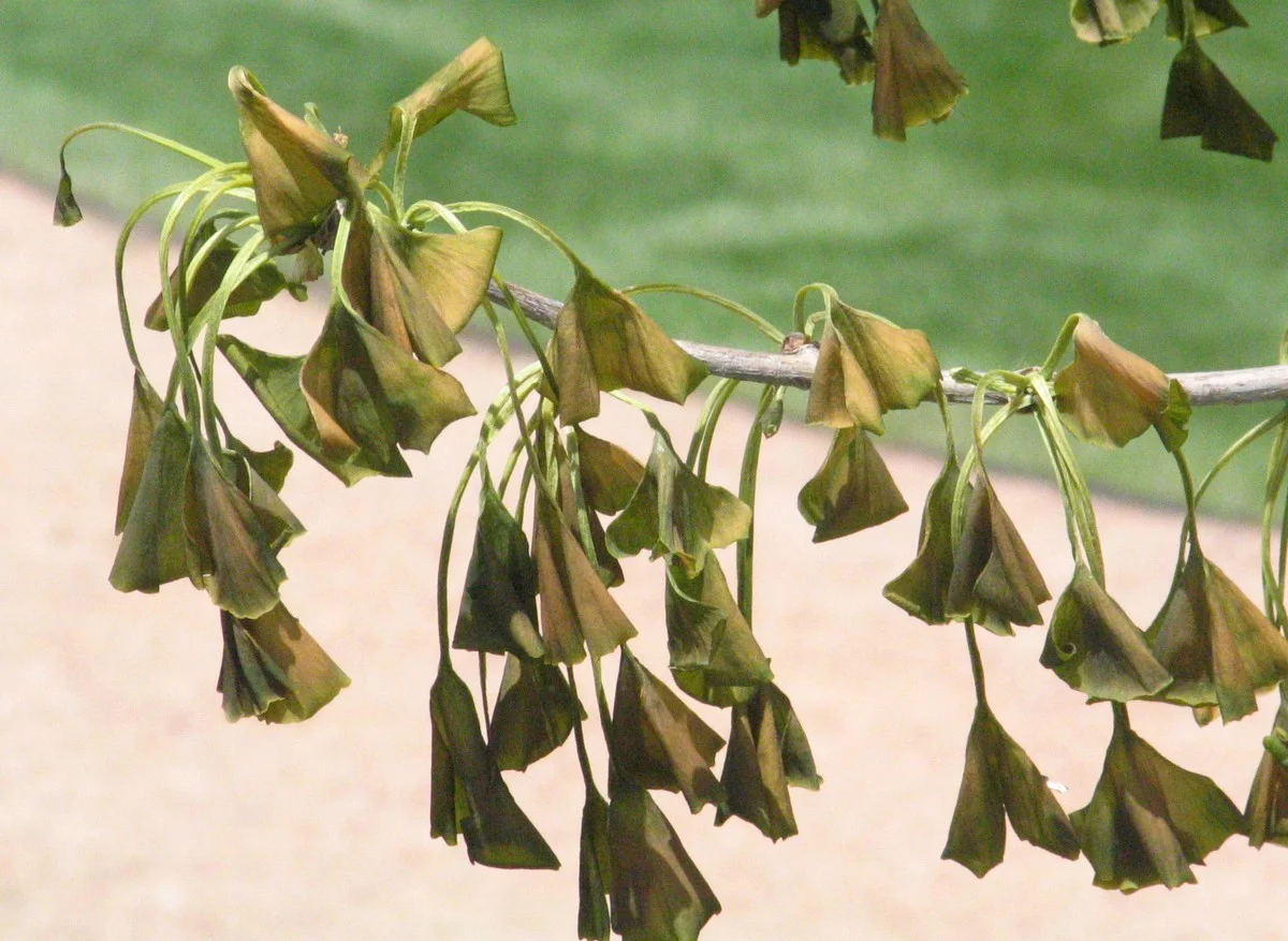 Garten-Crashkurs: Drei Schritte, um Frostschäden bei Pflanzen auch in Österreich rückgängig zu machen - image 1