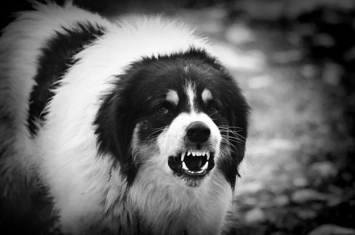 Hund bellt 30 Minuten am Tag: Warum diese oft vergessene Regel in Österreich Nachbarn rettet - image 1