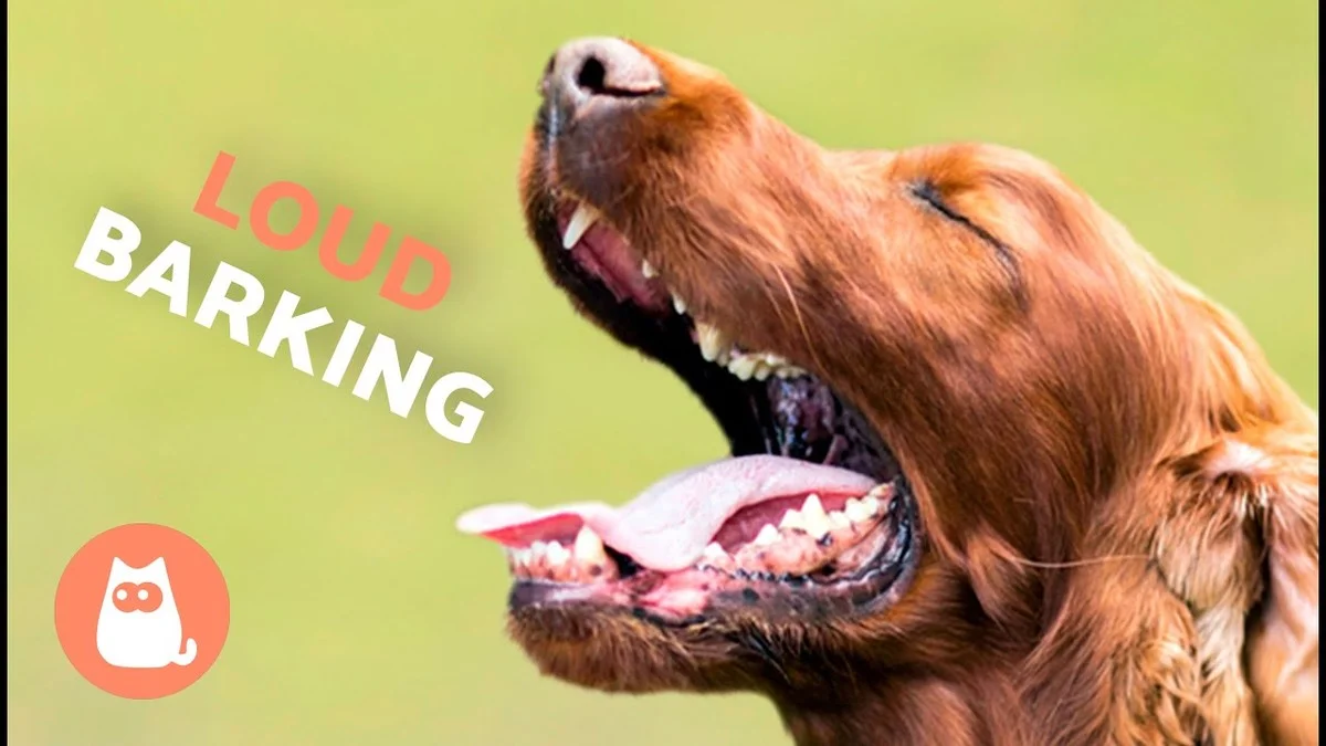 Hund bellt 30 Minuten am Tag: Warum diese oft vergessene Regel in Österreich Nachbarn rettet - image 2