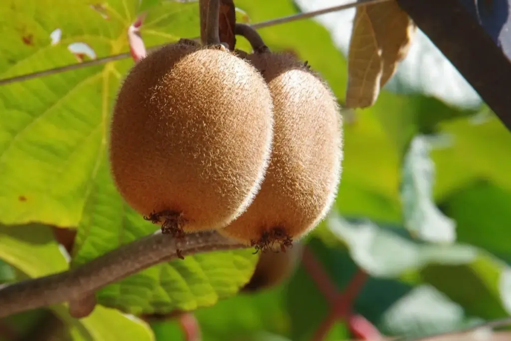 Ich habe mein ganzes Leben "haarige" Haut weggeschnitten, aber das ist der Trick von Ernährungsexperten: Kiwi isst man ganz, wie einen Apfel