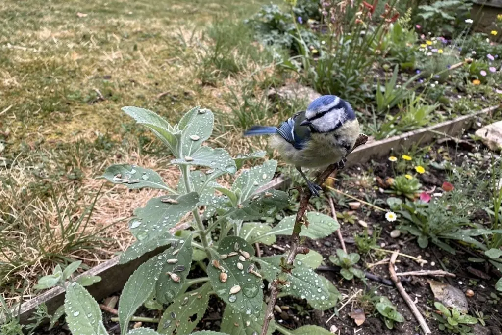 Warum Blau- und Kohlmeisen im Dezember plötzlich Ihren Garten stürmen (und was das über Ihre Pflanzen verrät)