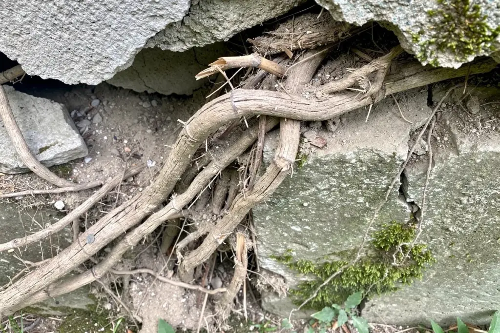 Warum erfahrene Gärtner keine Bambus oder Feigenbäume in der Nähe des Hauses pflanzen