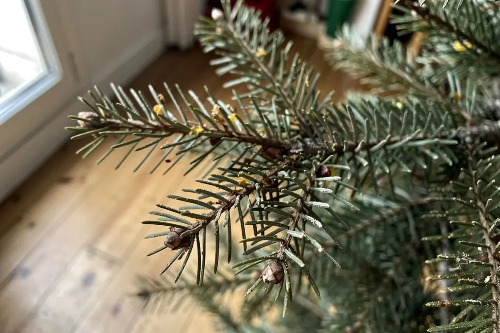 Warum erfahrene Gärtner den Christbaumstumpf nicht verbrennen, sondern im Frühling als Rankhilfe nutzen