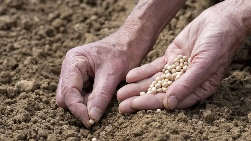 Warum erfahrene Gärtner schon im Januar diese 4 Gemüse ins Frühbeet setzen
