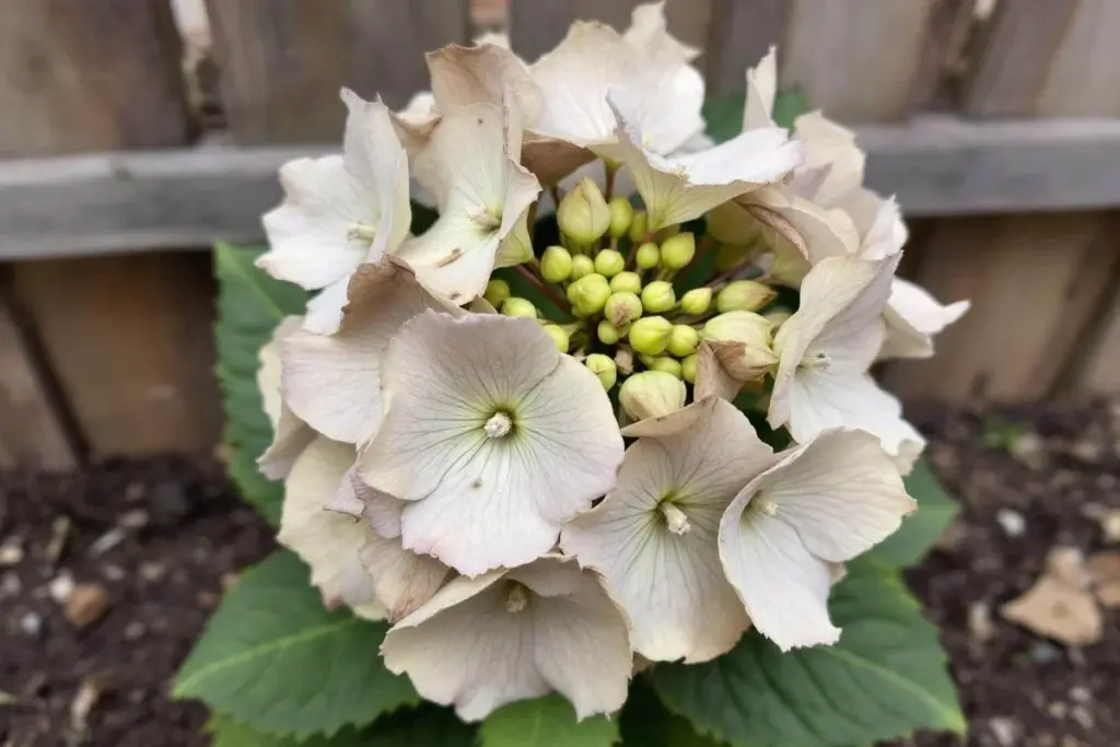 Warum erfahrene Gärtner ihre Hortensien im Winter nicht zurückschneiden