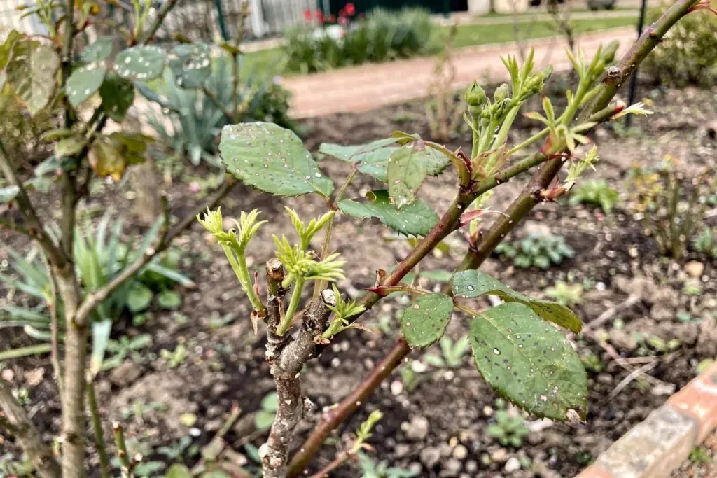 Warum erfahrene Gärtner im Dezember den Rosenschnitt vermeiden