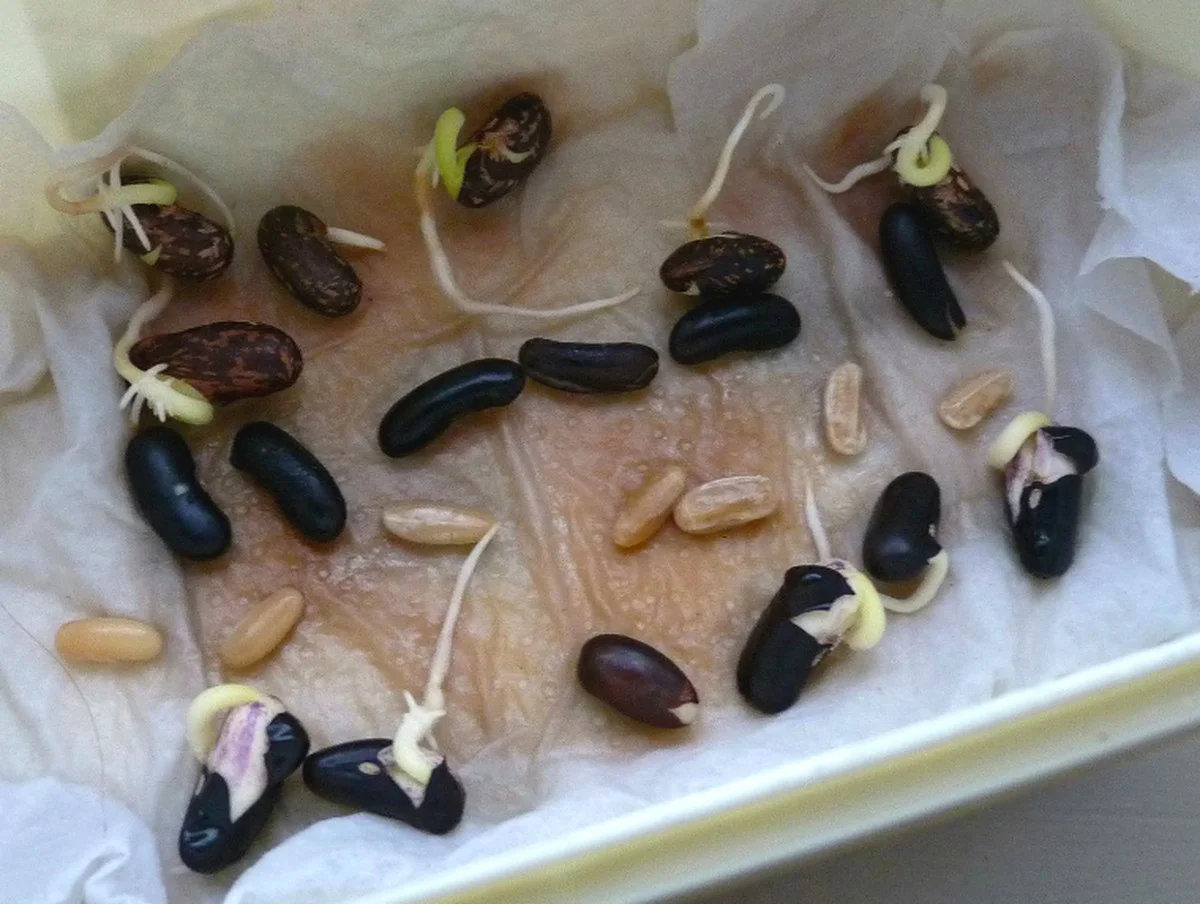 Warum erfahrene Gärtner bei mildem Winter die Sämlinge kühlen - image 1