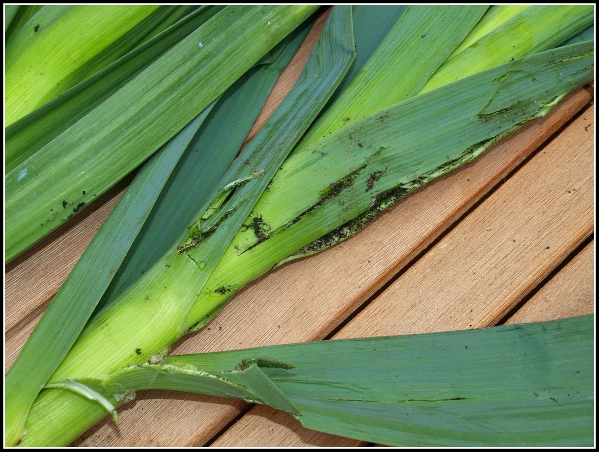 Warum erfahrene Gärtner eine Zwiebel neben ihren Winterlauch pflanzen - image 1