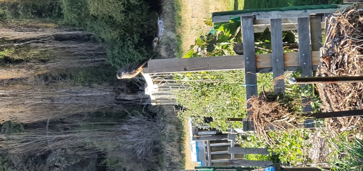 Warum erfahrene Gärtner eine einfache Stange mitten ins Gemüsebeet stellen - image 1