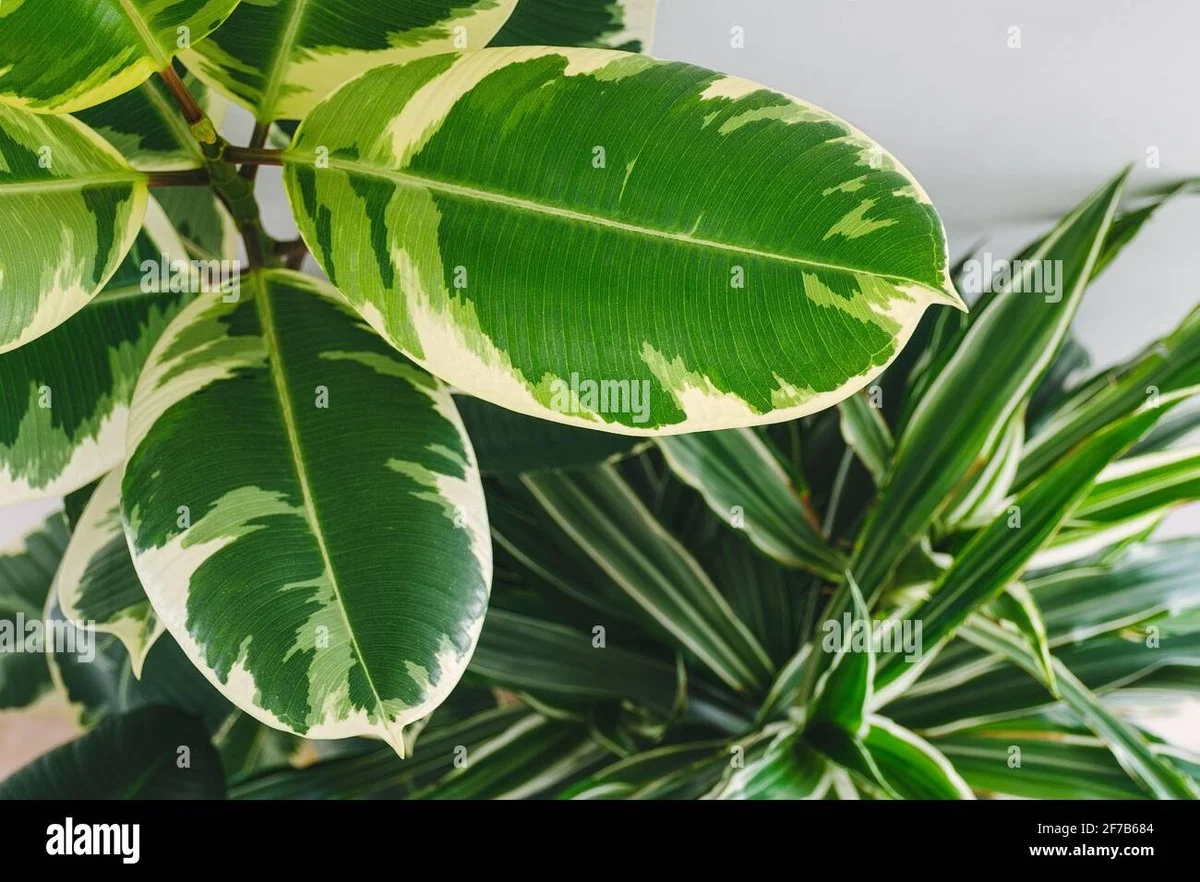 Warum erfahrene Gärtner ihre Zimmerpflanzen im Winter nur halb so viel gießen - image 2