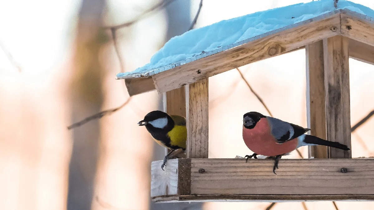 Warum erfahrene Gärtner eine Löffel-Flaschen-Kombination im Winter in ihren Garten hängen - image 2