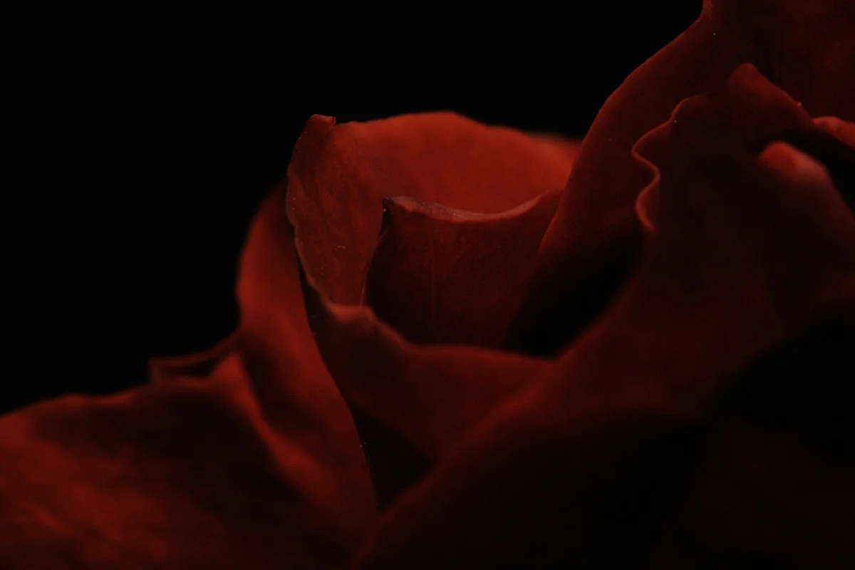 Warum erfahrene Gärtner den Weihnachtsstern 14 Stunden lang in den Schrank stellen (Das Geheimnis der leuchtend roten Blätter) - image 2