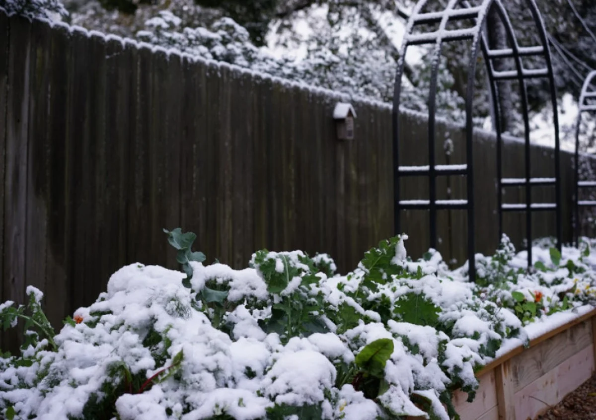 Warum erfahrene Gärtner ihre Hortensien im Winter nicht zurückschneiden - image 2