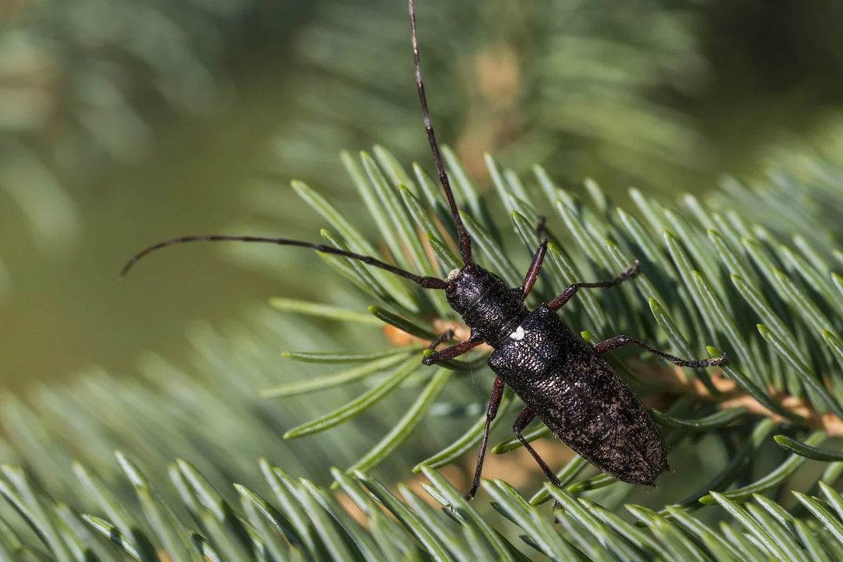 Warum erfahrene Österreicher ihren Christbaum vor dem Schmücken immer auf einem weißen Tuch ausschütteln - image 1