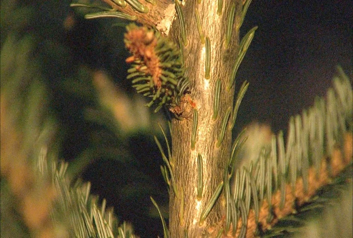 Warum erfahrene Österreicher ihren Christbaum vor dem Schmücken immer auf einem weißen Tuch ausschütteln - image 2