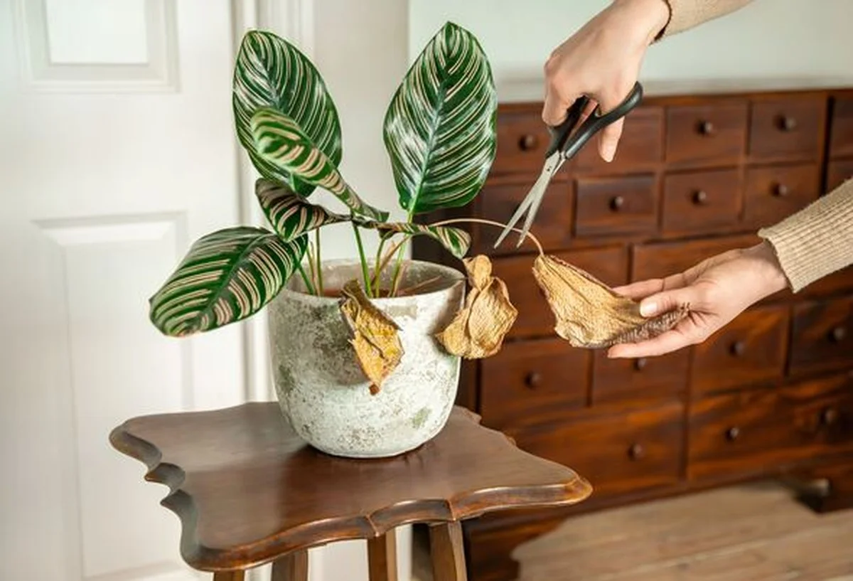 Warum Ihre Zimmerpflanzen nach Weihnachten plötzlich eingehen (und es liegt nicht am Licht) - image 1