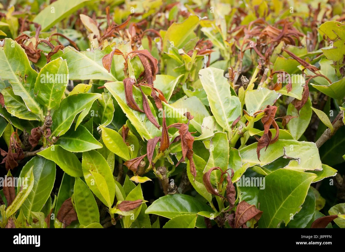 Was österreichische Gärtner tun, wenn der Kirschlorbeer plötzlich braune Blätter bekommt - image 2