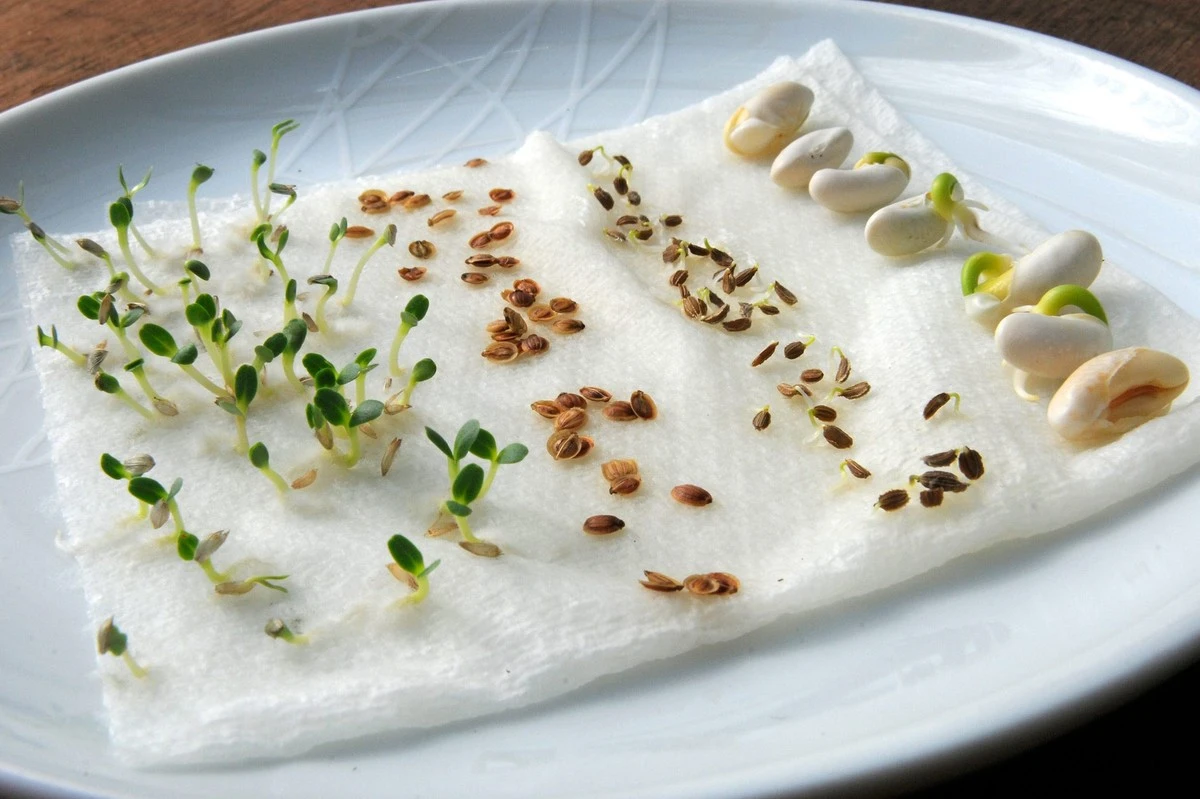 3 Minuten, um herauszufinden, ob Ihre alten Samen noch keimen. - image 1