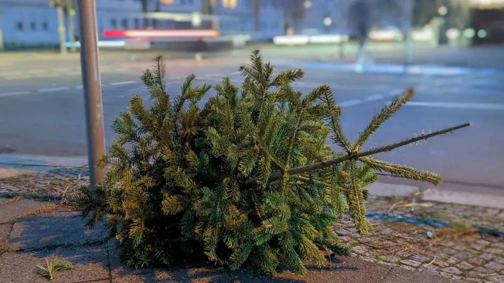 500 Euro Strafe drohen: Wo Sie Ihren Weihnachtsbaum in Österreich wirklich entsorgen müssen (und wo nicht)