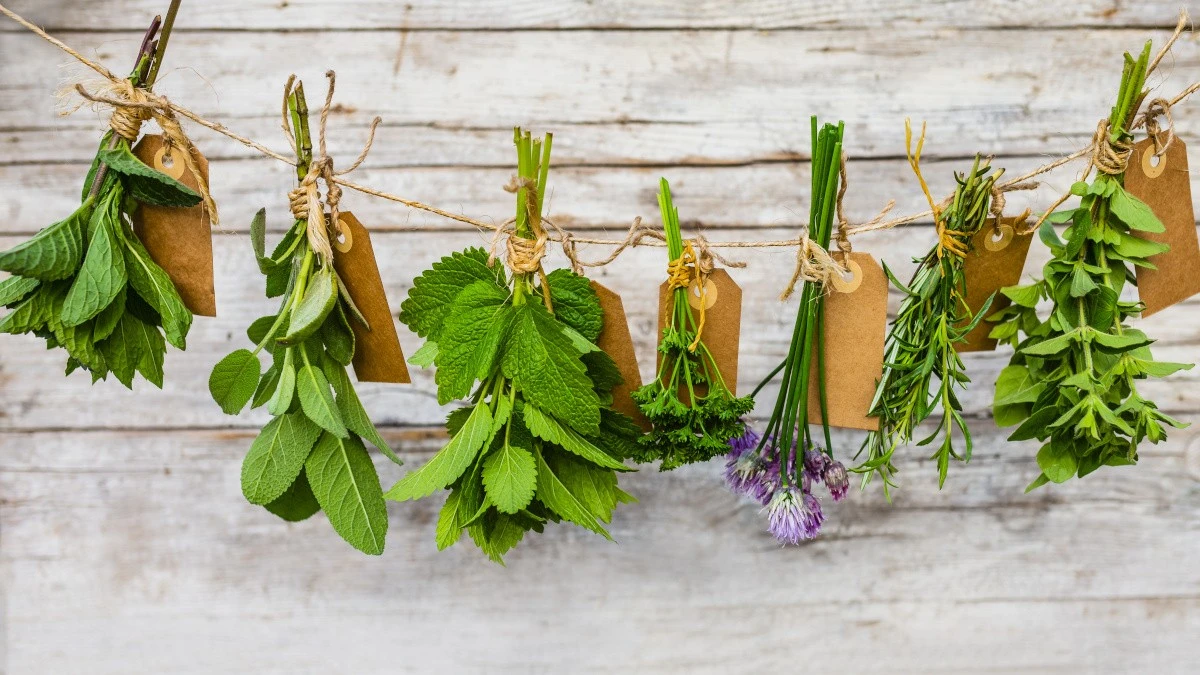 7 aromatischer Kräuter, die Sie jetzt pflanzen, um jahrelang Ernten zu erzielen - image 1