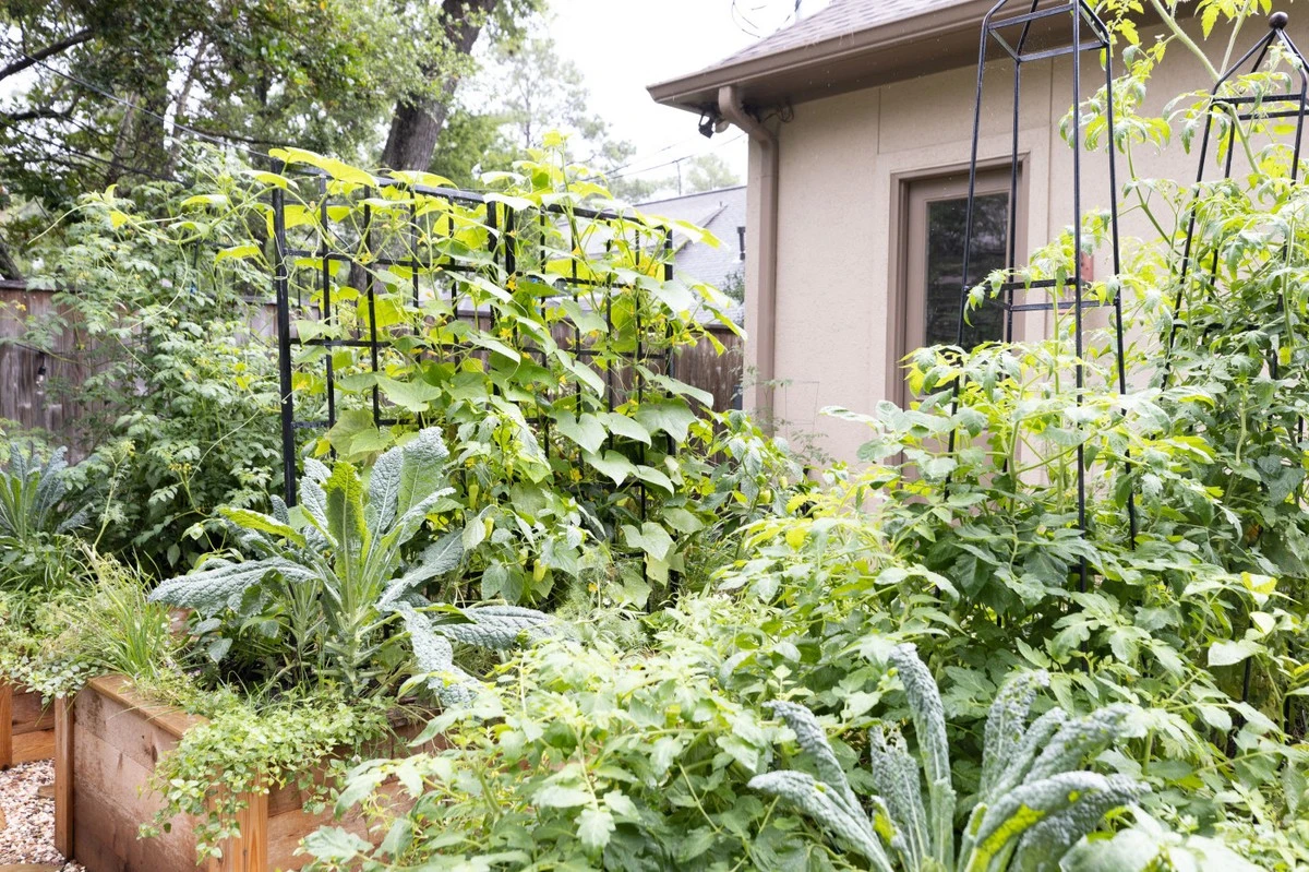 7 aromatischer Kräuter, die Sie jetzt pflanzen, um jahrelang Ernten zu erzielen - image 2