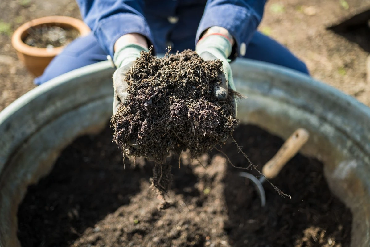 Alte Topf-Erde wiederverwenden: So wird sie zum Gold für Ihre Pflanzen - image 1
