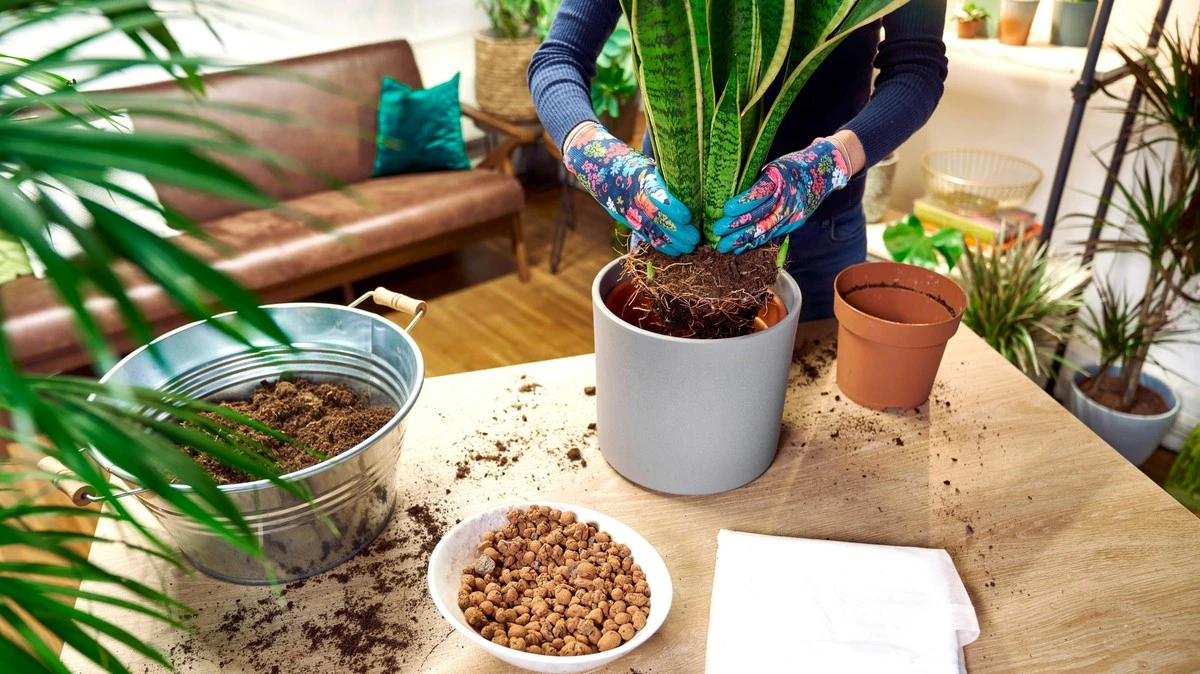 Alte Topf-Erde wiederverwenden: So wird sie zum Gold für Ihre Pflanzen - image 2