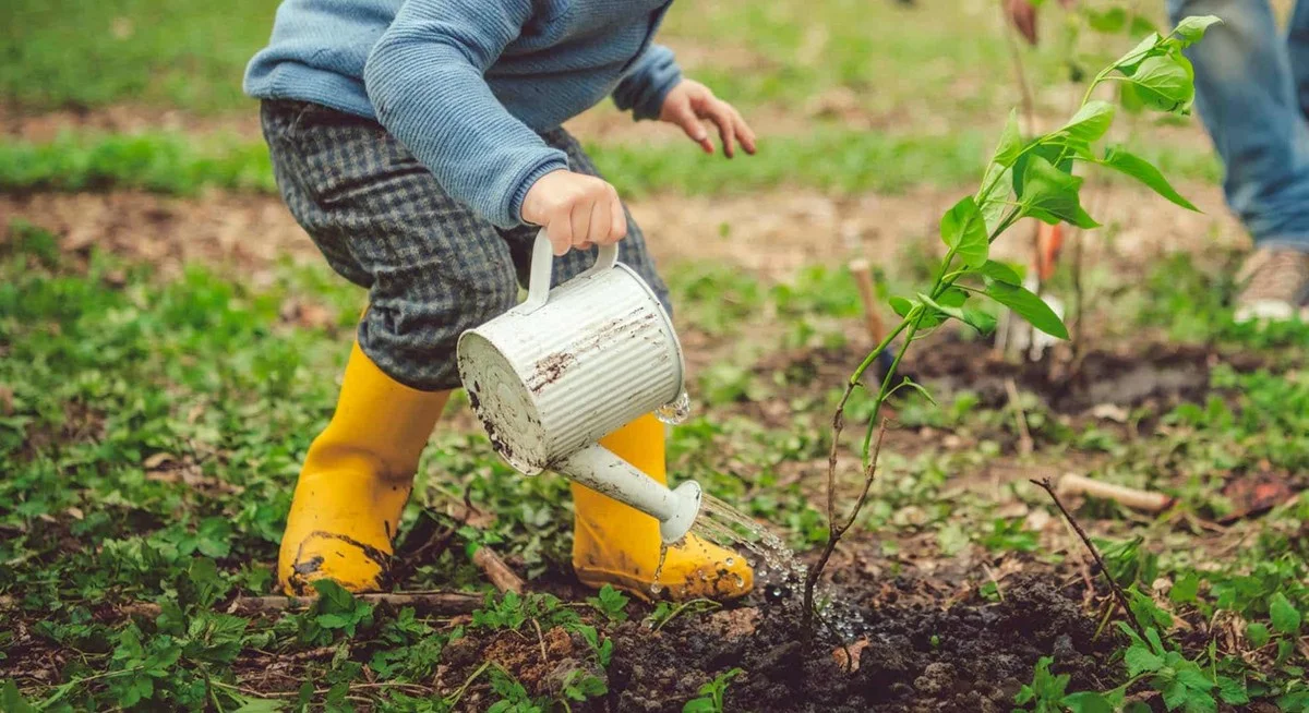 Biochar: Só seios gardeners economizam litros de água - image 2