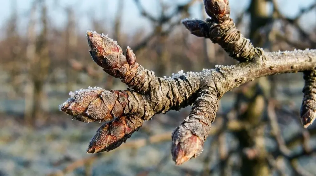 Darum schneidet der Wiener Hobbygärtner seine Apfelbäume schon im Jänner