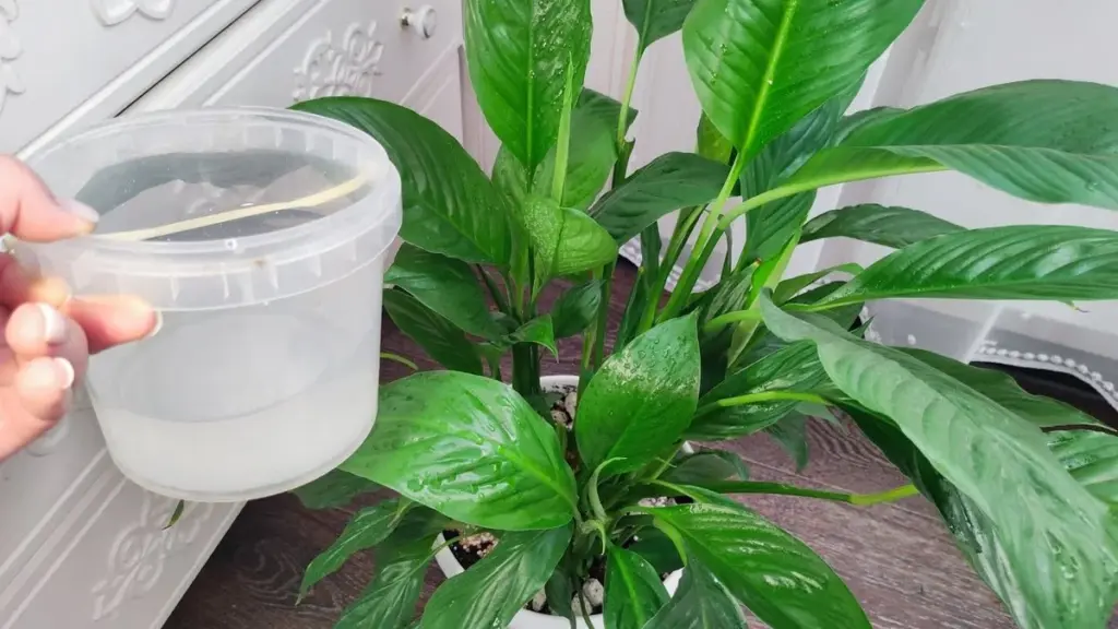 Darum stellen erfahrene Gärtner eine Schale Reiswasser neben das Spathiphyllum