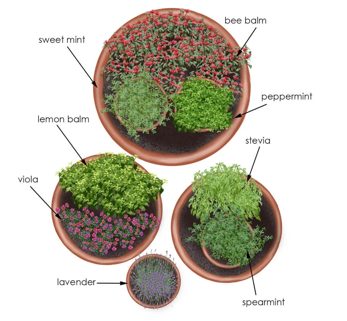 Das machen erfahrene Hobbygärtner mit gebrauchten Teebeuteln im Blumentopf - image 2