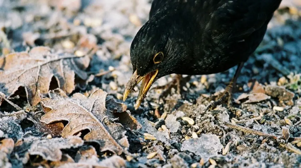 Das unbekannte Winter-Geheimnis der Amsel: Warum sie die Vogelhäuschen ignoriert und wie Sie ihr wirklich helfen