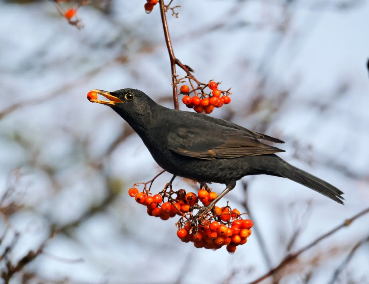 Das unbekannte Winter-Geheimnis der Amsel: Warum sie die Vogelhäuschen ignoriert und wie Sie ihr wirklich helfen - image 2