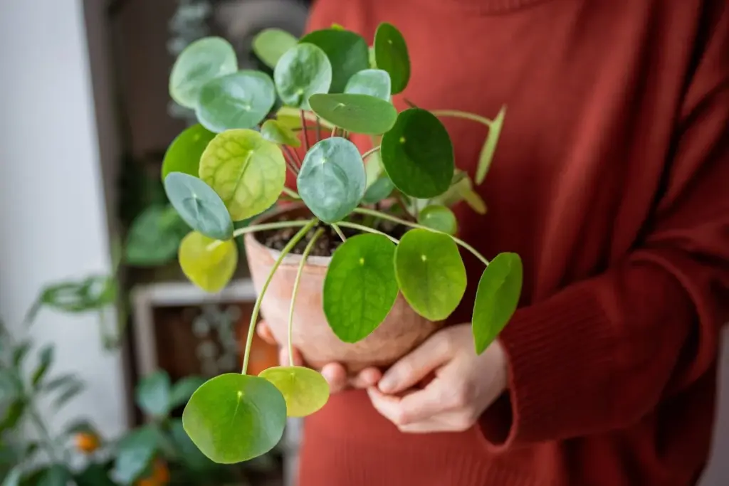 Dein Pilea lässt die Blätter hängen? Das ist die einfache Technik, die ihn in wenigen Tagen wieder zum Leben erweckt