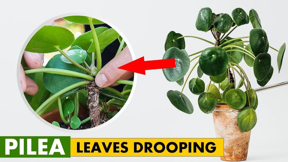 Dein Pilea lässt die Blätter hängen? Das ist die einfache Technik, die ihn in wenigen Tagen wieder zum Leben erweckt - image 1