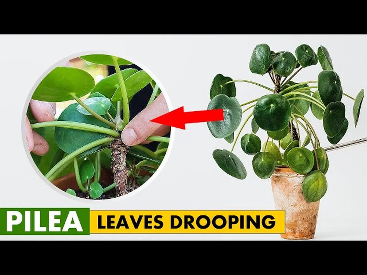 Dein Pilea lässt die Blätter hängen? Das ist die einfache Technik, die ihn in wenigen Tagen wieder zum Leben erweckt - image 2
