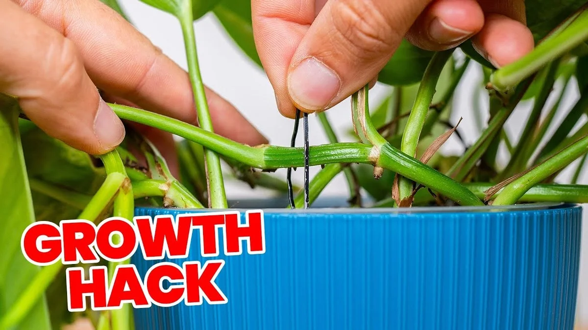 Der chirurgische Trick: Wie dieser Schnitt Ihren Philodendron im Jänner neue Triebe bilden lässt - image 1